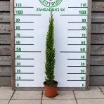 Cyprus vždyzelený (Cupressus sempervirens) ´TOTEM´ - výška 80-100 cm, kont. C3L